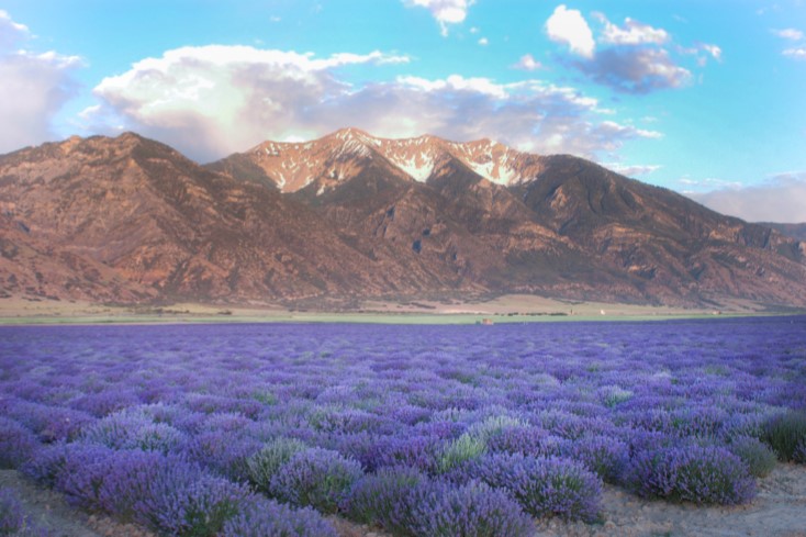 Mona, Utah - Young Living Lavender Farm
